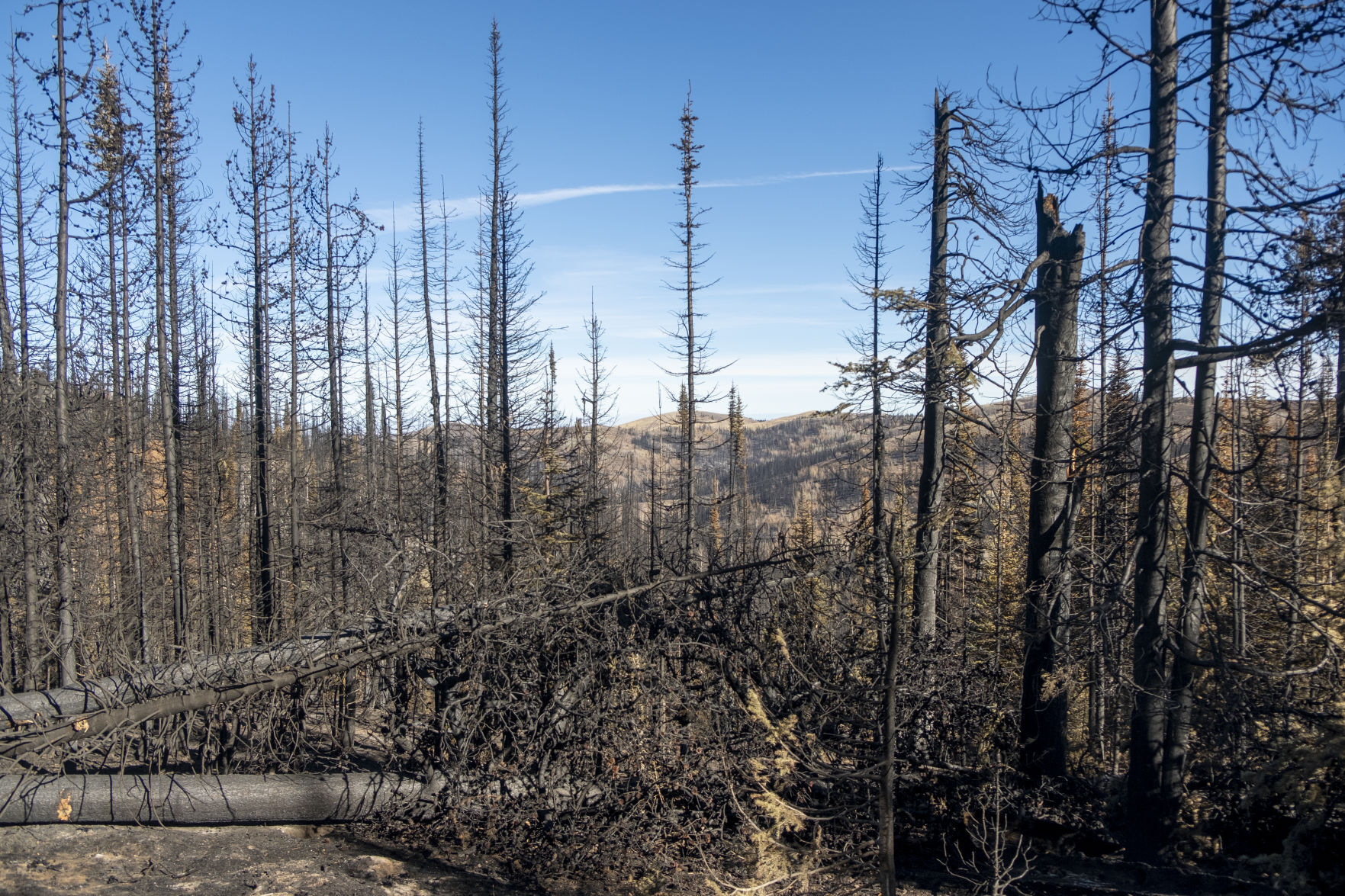 Badger Fire damage south end